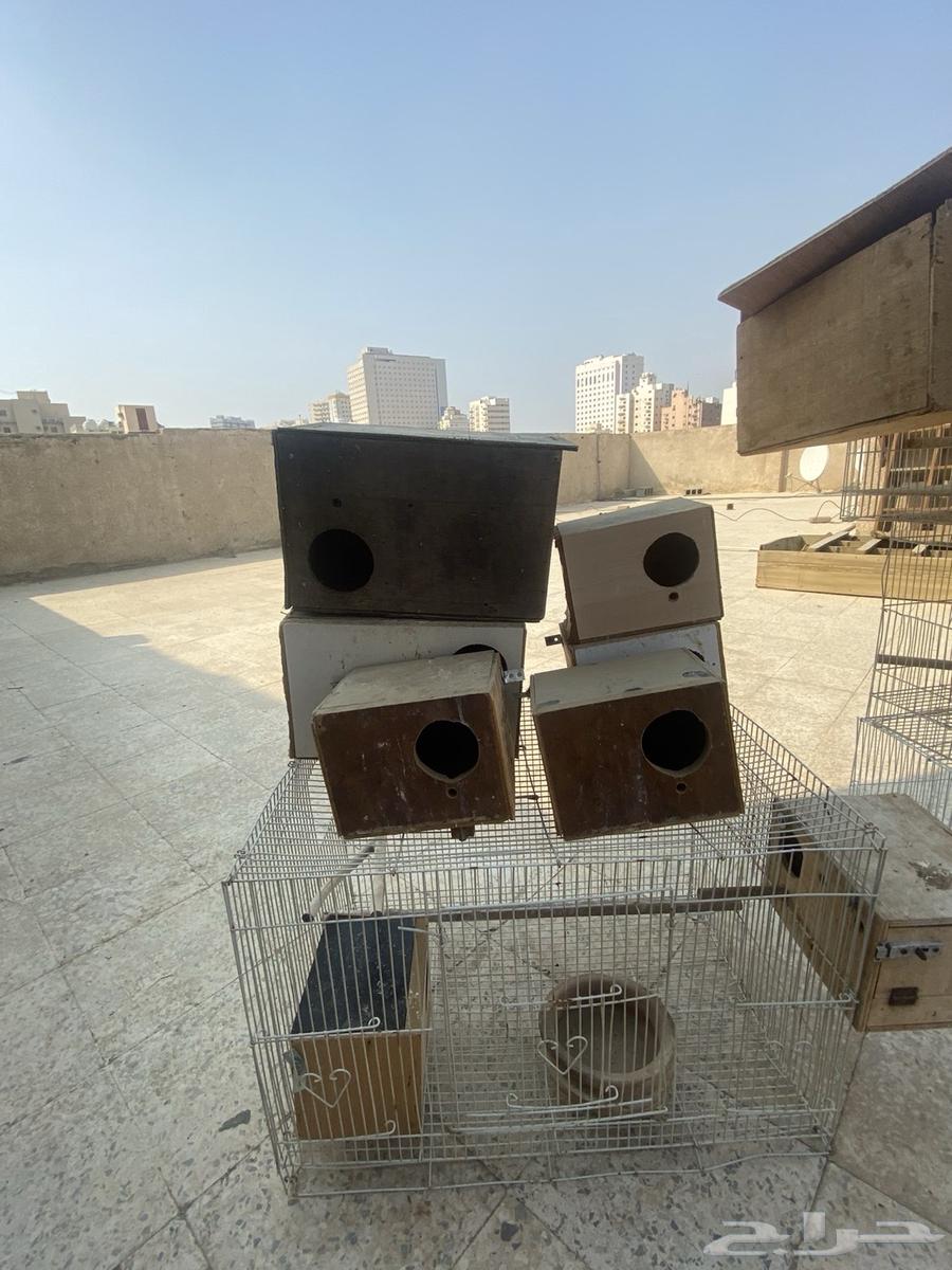 اقفاص للبيع وبياضات64542189779329112