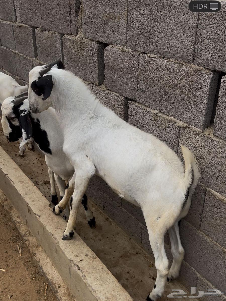 Goats for Sacrifice Full of Fat (Sold)64542814171777110