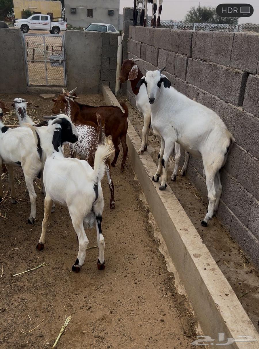 Goats for Sacrifice Full of Fat (Sold)64542814171777112