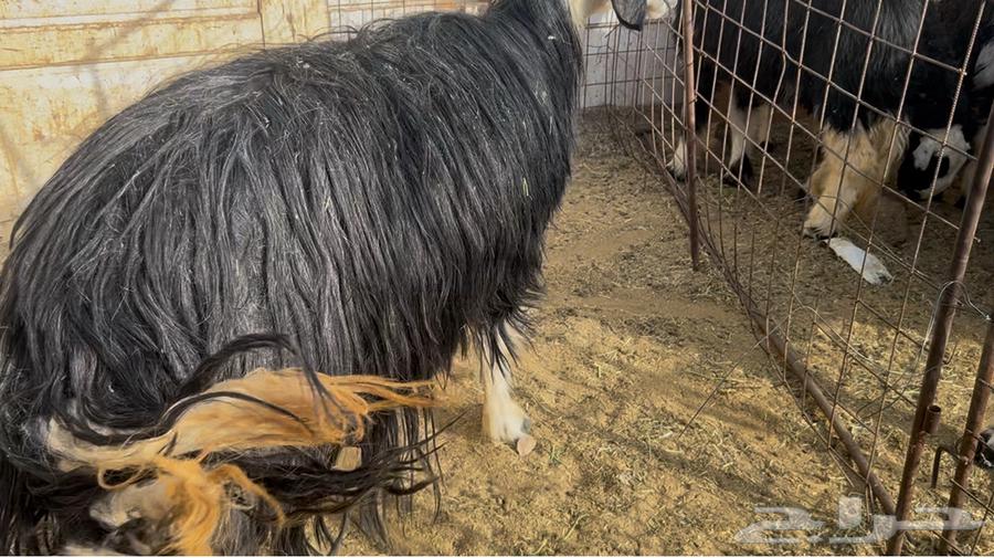 البيع نجديه فل شحم ونظيف وحايل64540978692226111