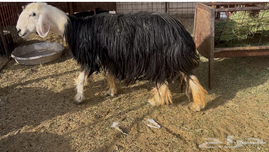 البيع نجديه فل شحم ونظيف وحايل64540978692226110