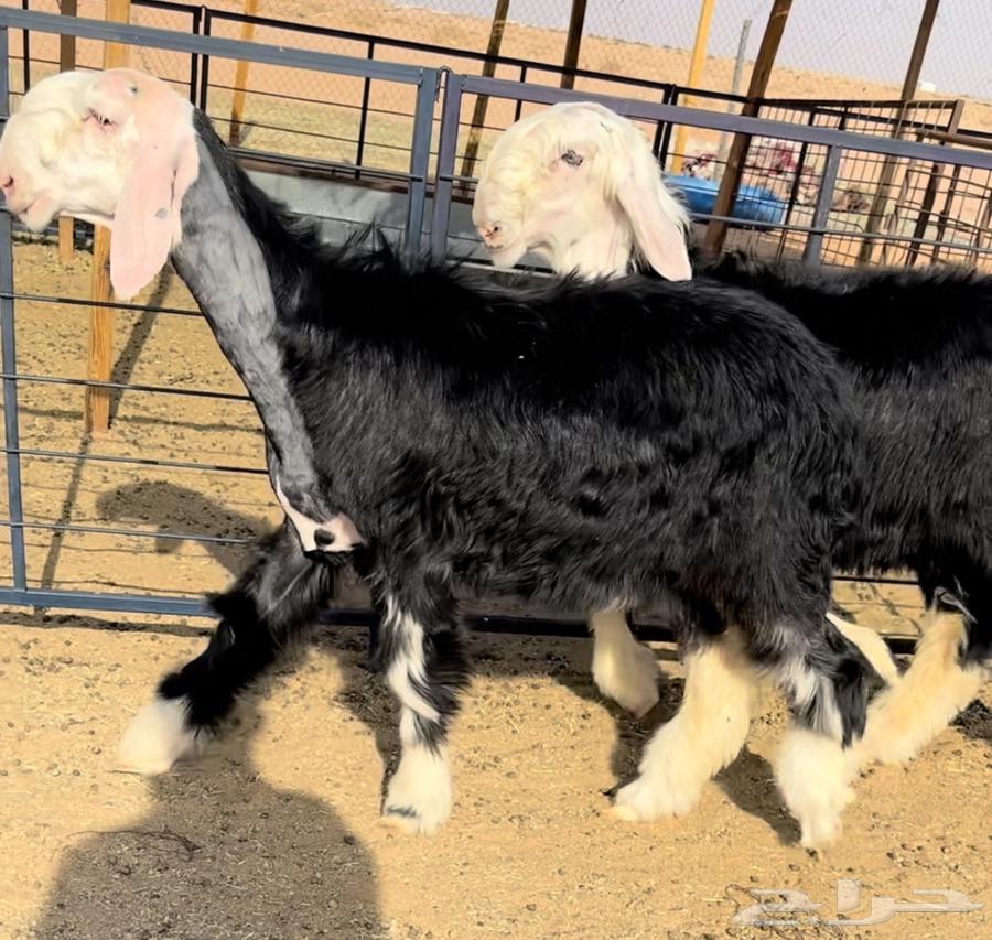 رخل وطلي نجد خصم منوة القناي64541436011267113