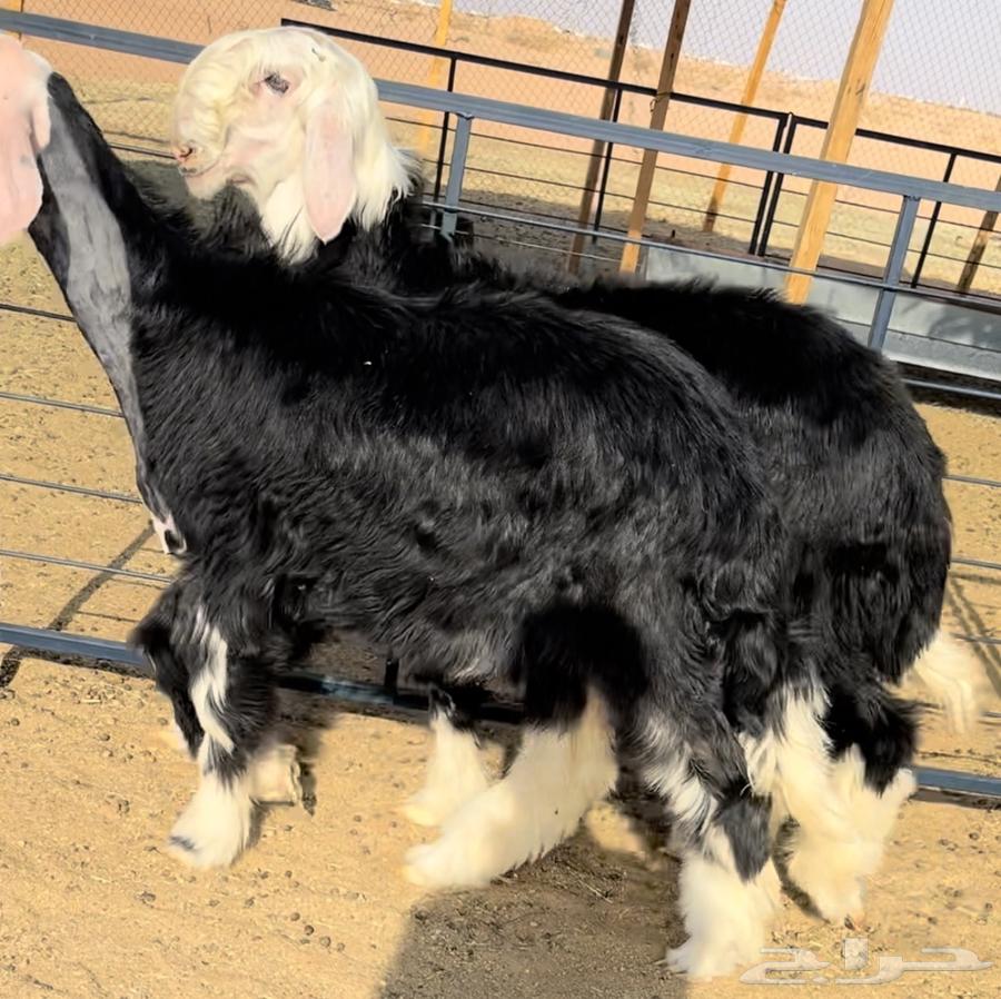 رخل وطلي نجد خصم منوة القناي64541436011267112