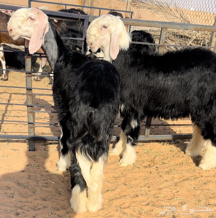 رخل وطلي نجد خصم منوة القناي64541436011267110