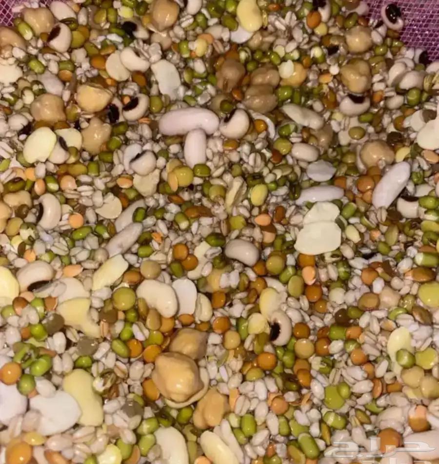 Bird Soak64542714642946110