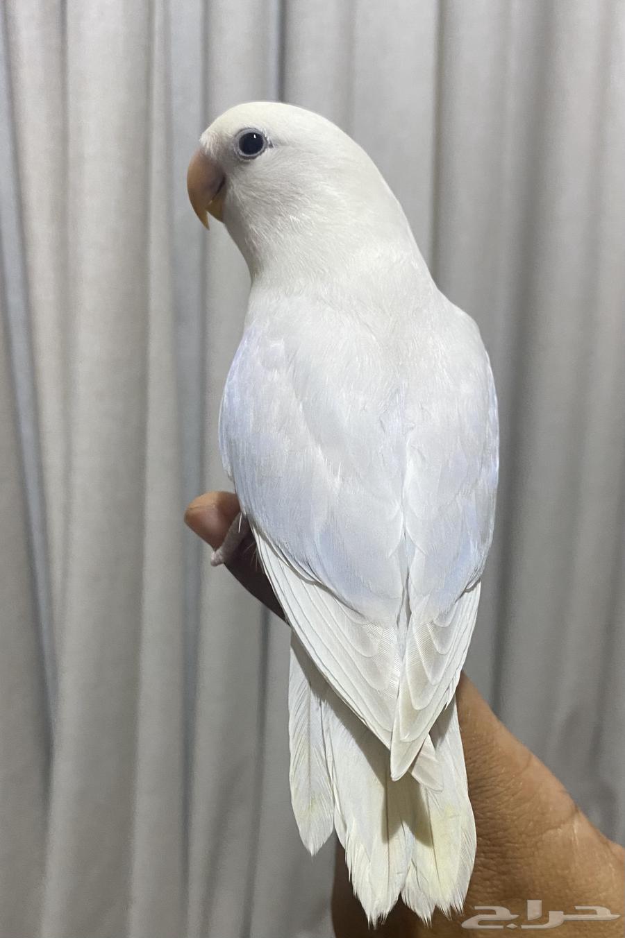 Eliaf and Hadid day bird (Sold)64537379816706112