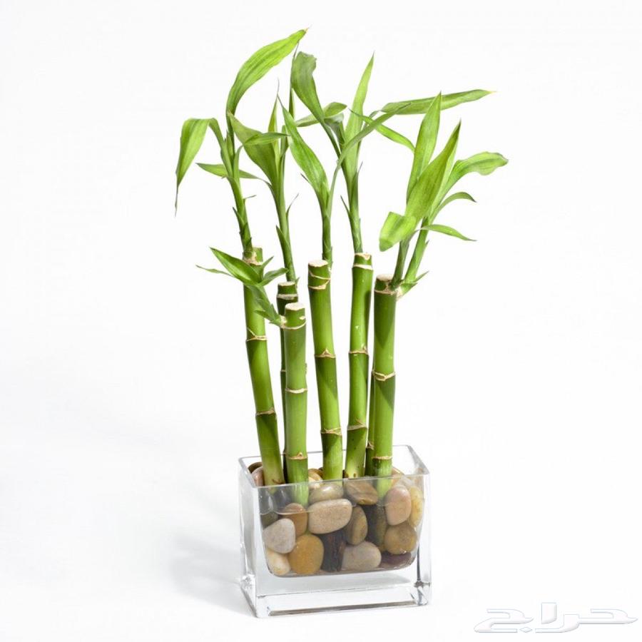 للبيع نبات البامبو والبوتس جملة وتوزيعات64543267228673113