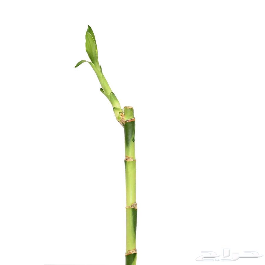 للبيع نبات البامبو والبوتس جملة وتوزيعات64543267228673112