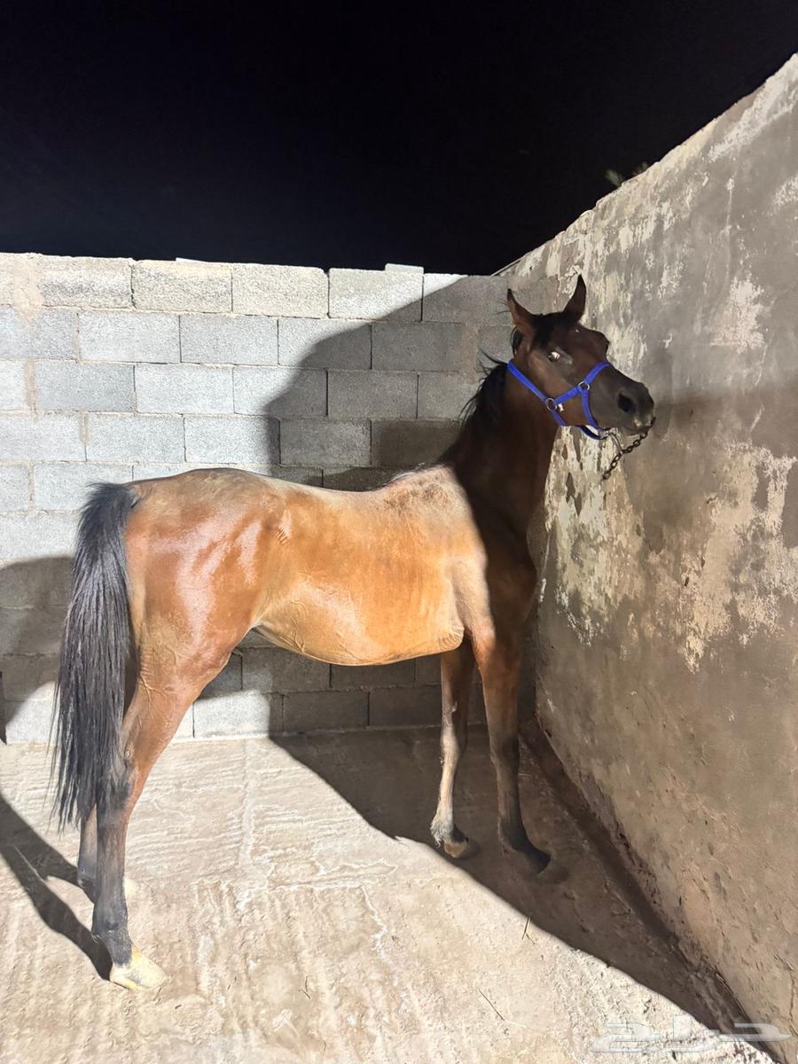 مهر للبيع64540309442305111