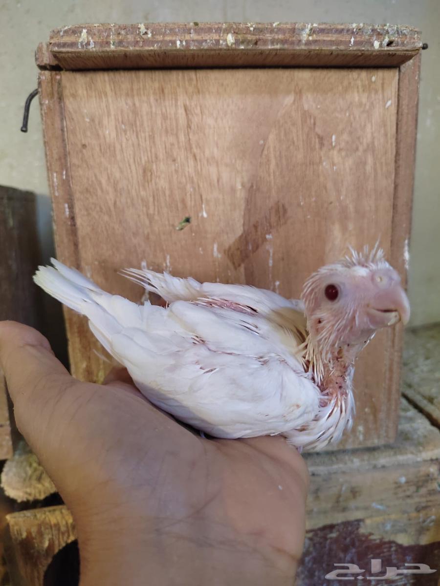 فرخ كروان البينو64540694774915110