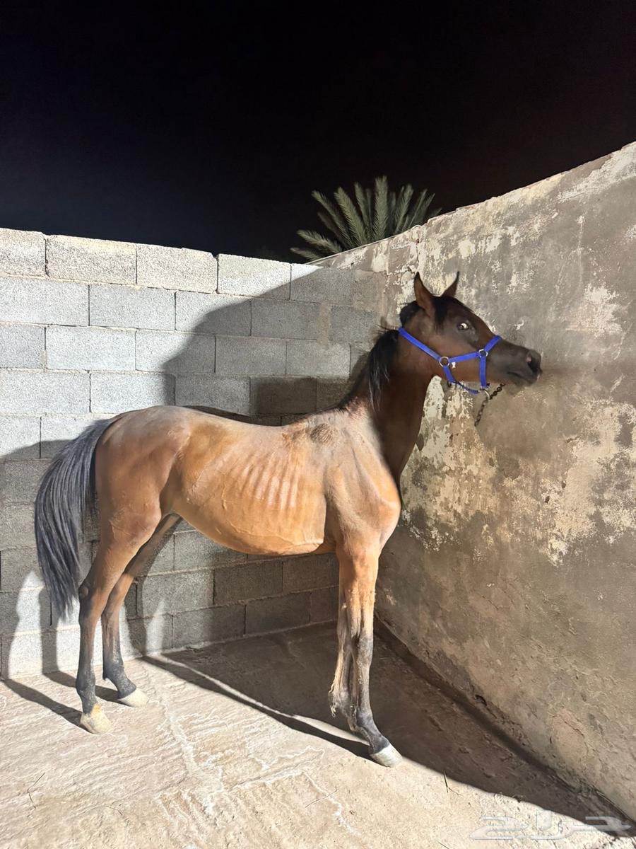 مهر للبيع64540309442305110