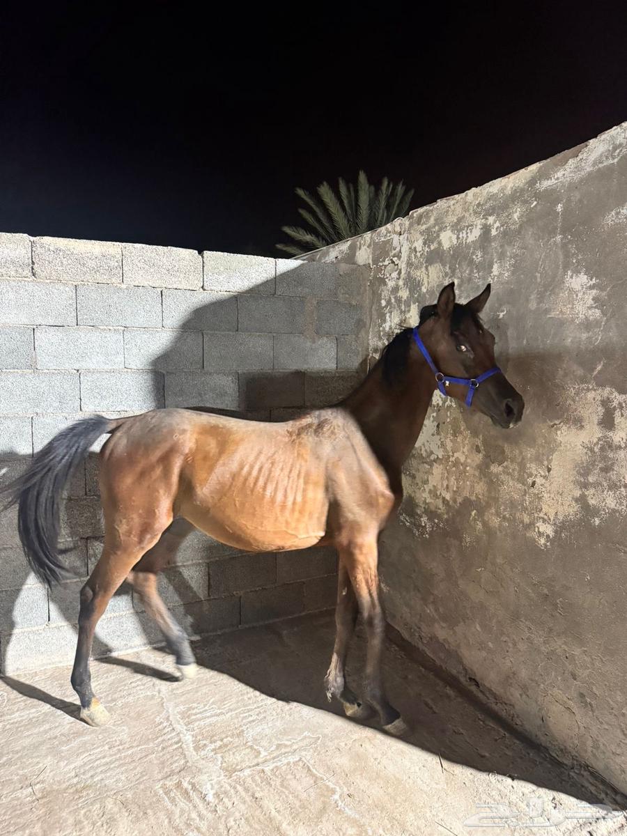 مهر للبيع64540309442305112