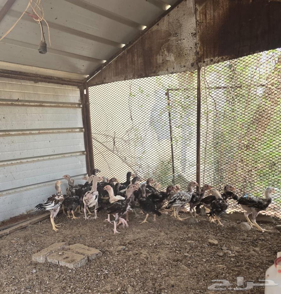 فروخ باكستاني للبيع64536293909763111