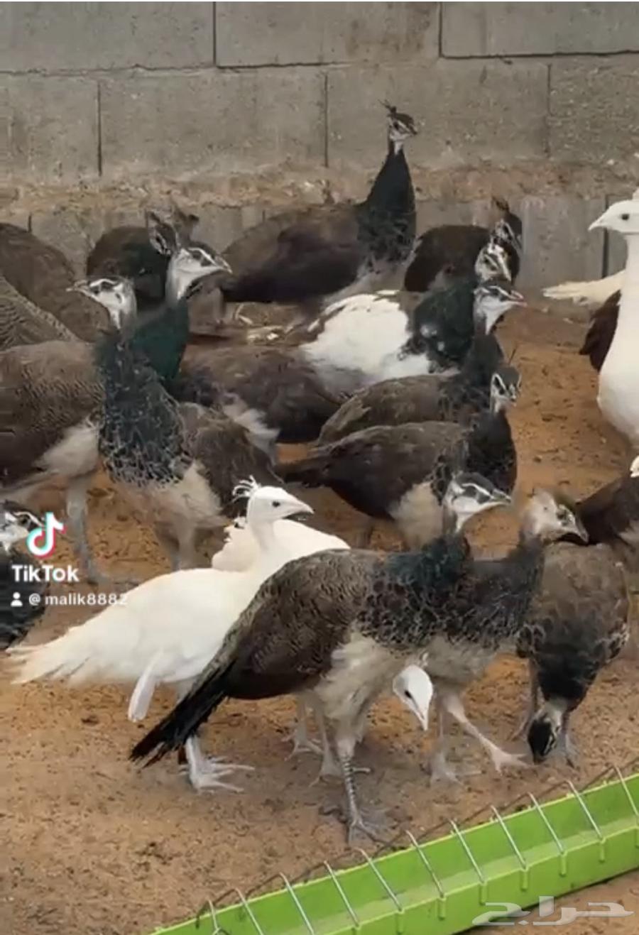 للبيع فروخ طاووس أزرق وأبيض وأبرق64537644993538111