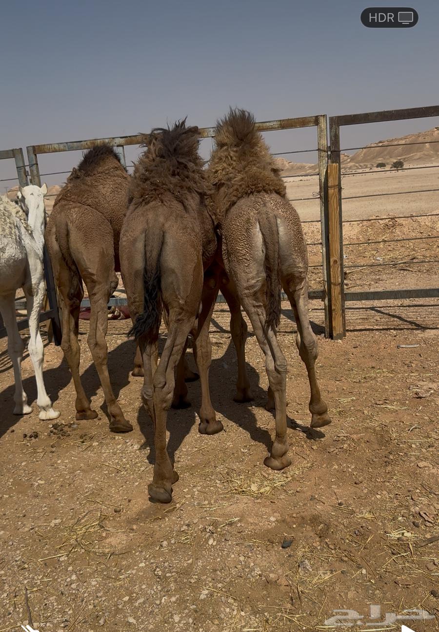 Three saddles and one colt, four purebred Arabian horses64543450616833110