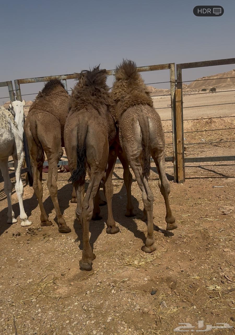 Three saddles and one colt, four purebred Arabian horses64543450616833111