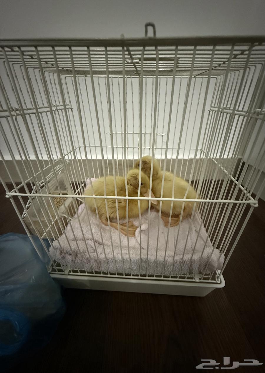 بط بكني صحته ممتازه وسعار جدا مناسب64541821678979112