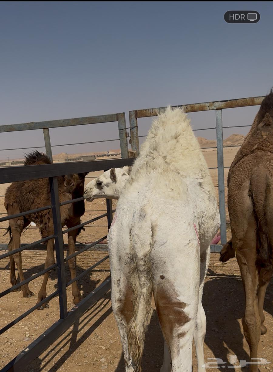 Three saddles and one colt, four purebred Arabian horses64543450616833112