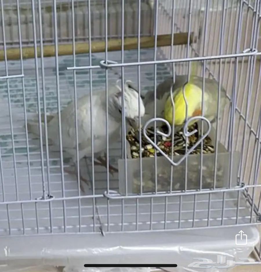 طائرين زوجين كروان السعر اثنين مع القفص 500 ريال64542800212993110