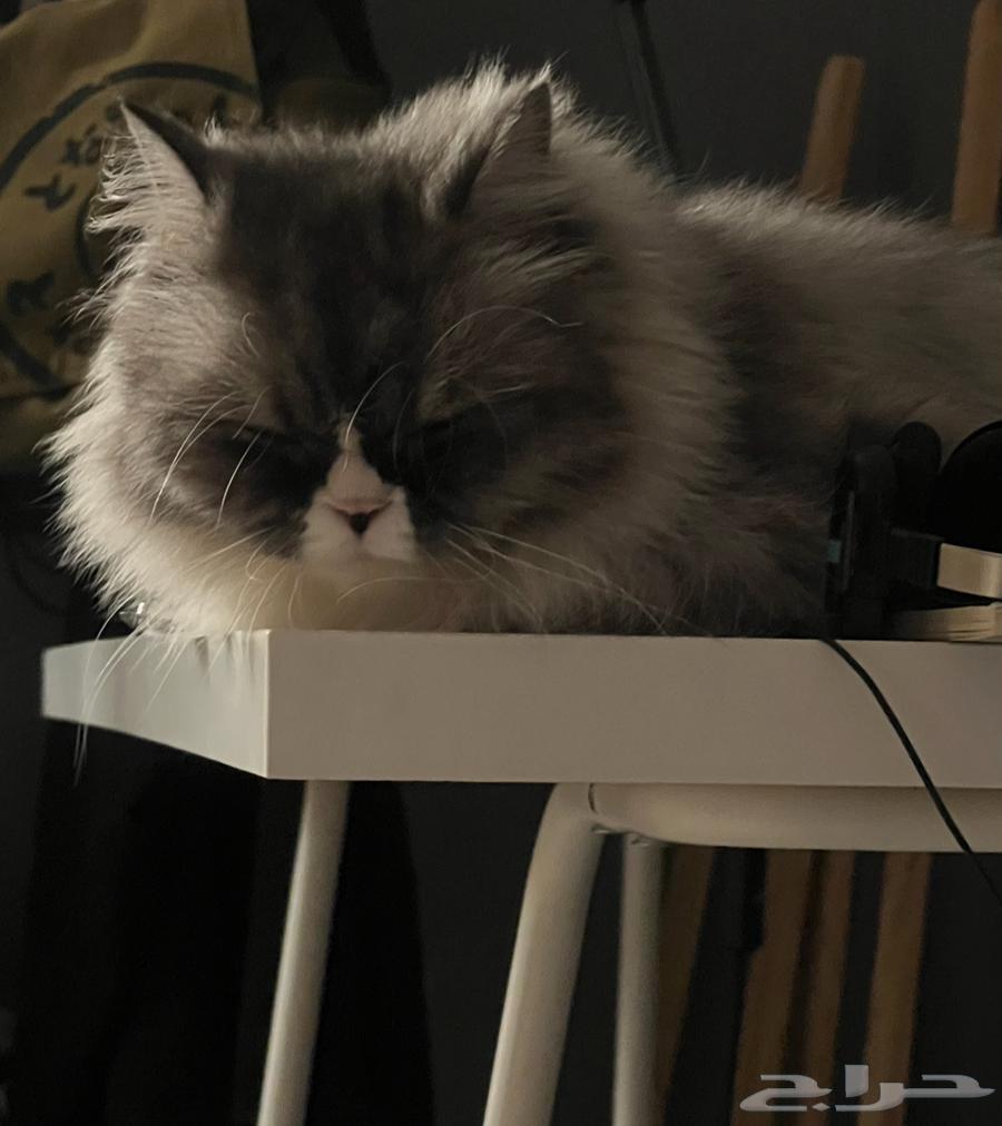 قط انثى للبيع64542303153538110
