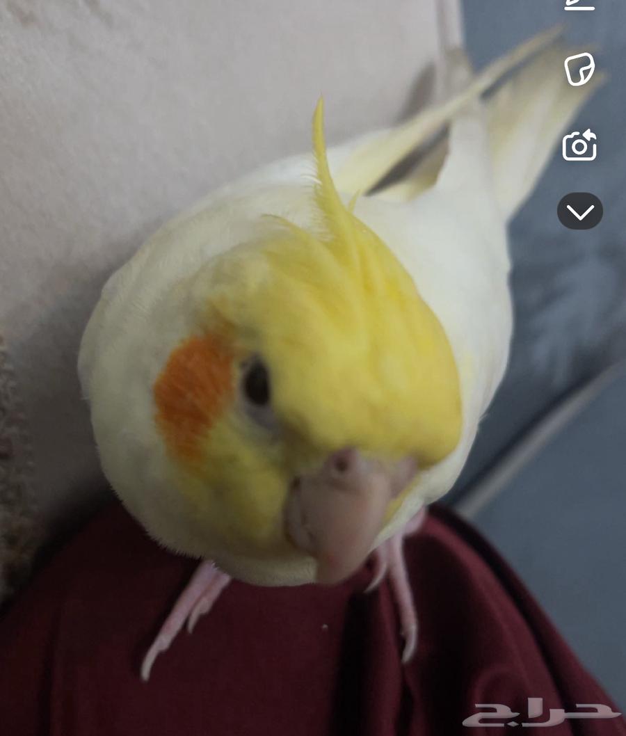 Crowan64540950168705111