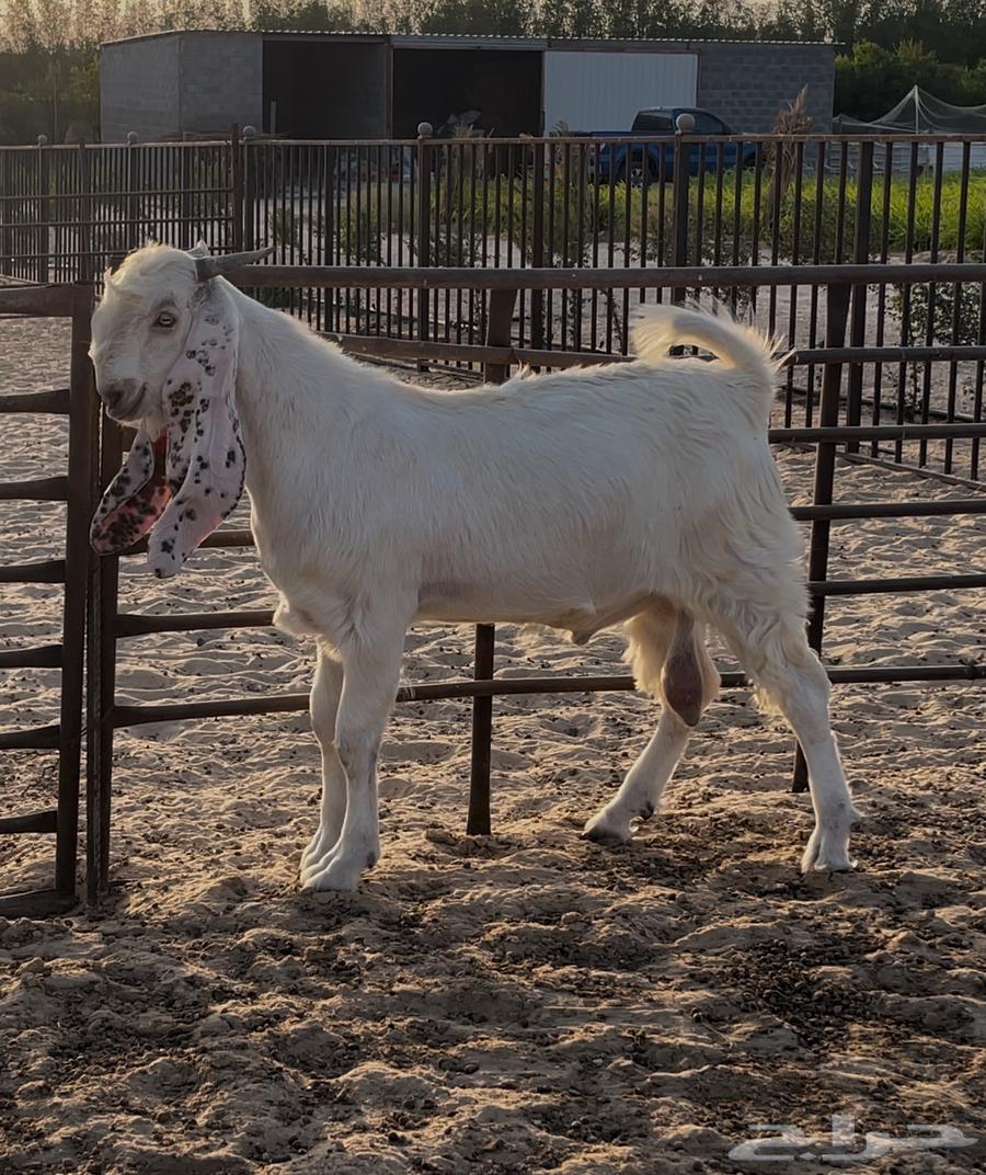White trunk, grafted64536070103299110