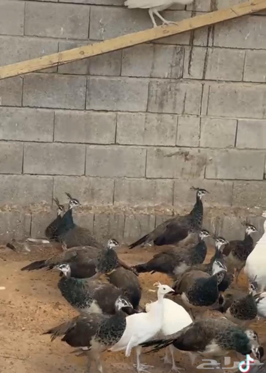 للبيع فروخ طاووس أزرق وأبيض وأبرق64537644993538110