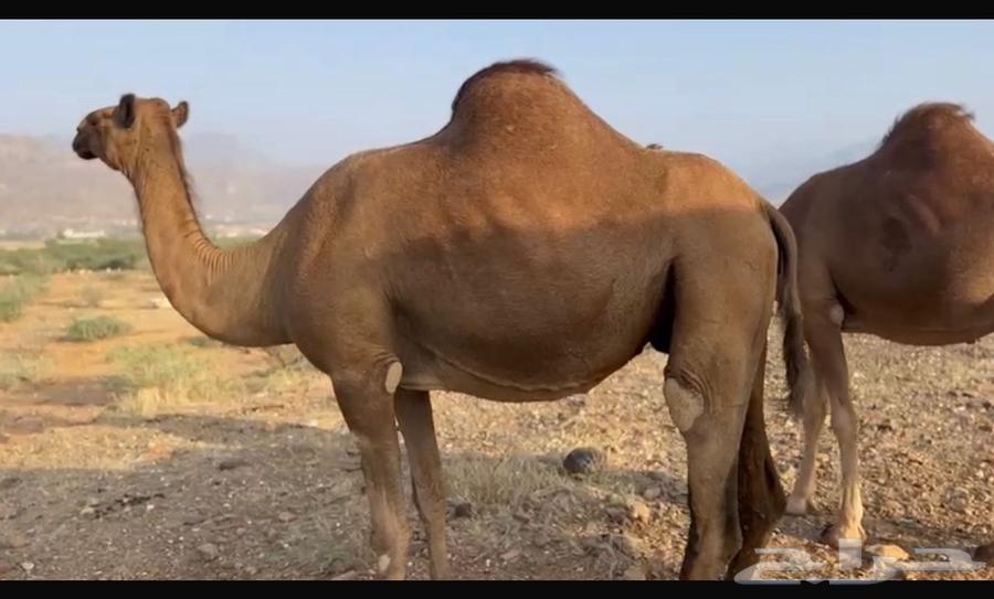 ابل للبيع 1164541264725763114