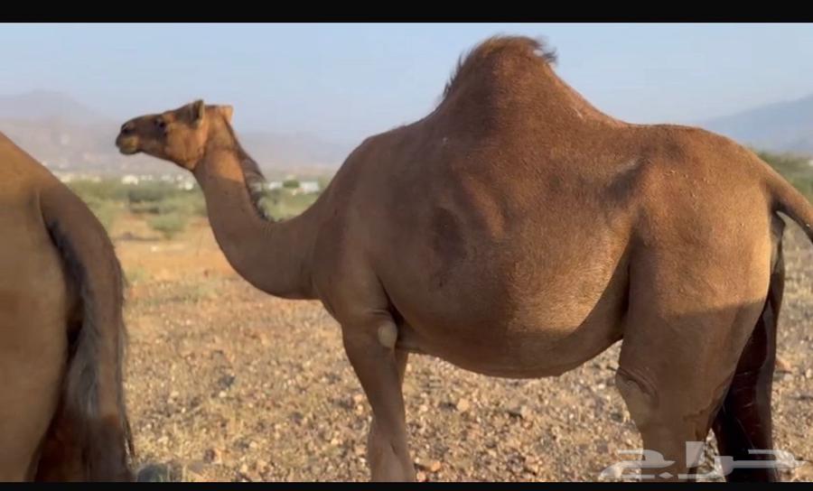 ابل للبيع 1164541264725763113