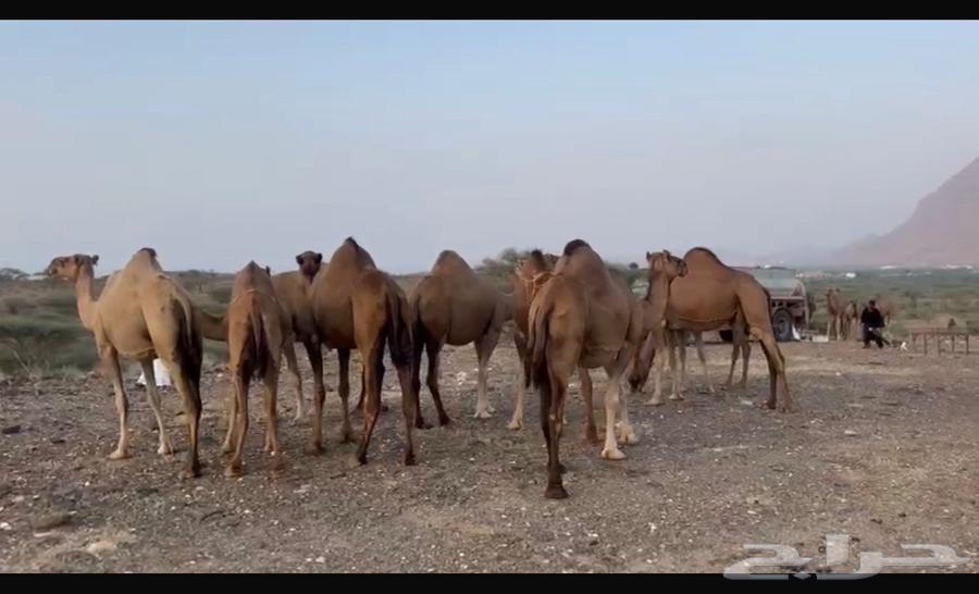 ابل للبيع 1164541264725763111