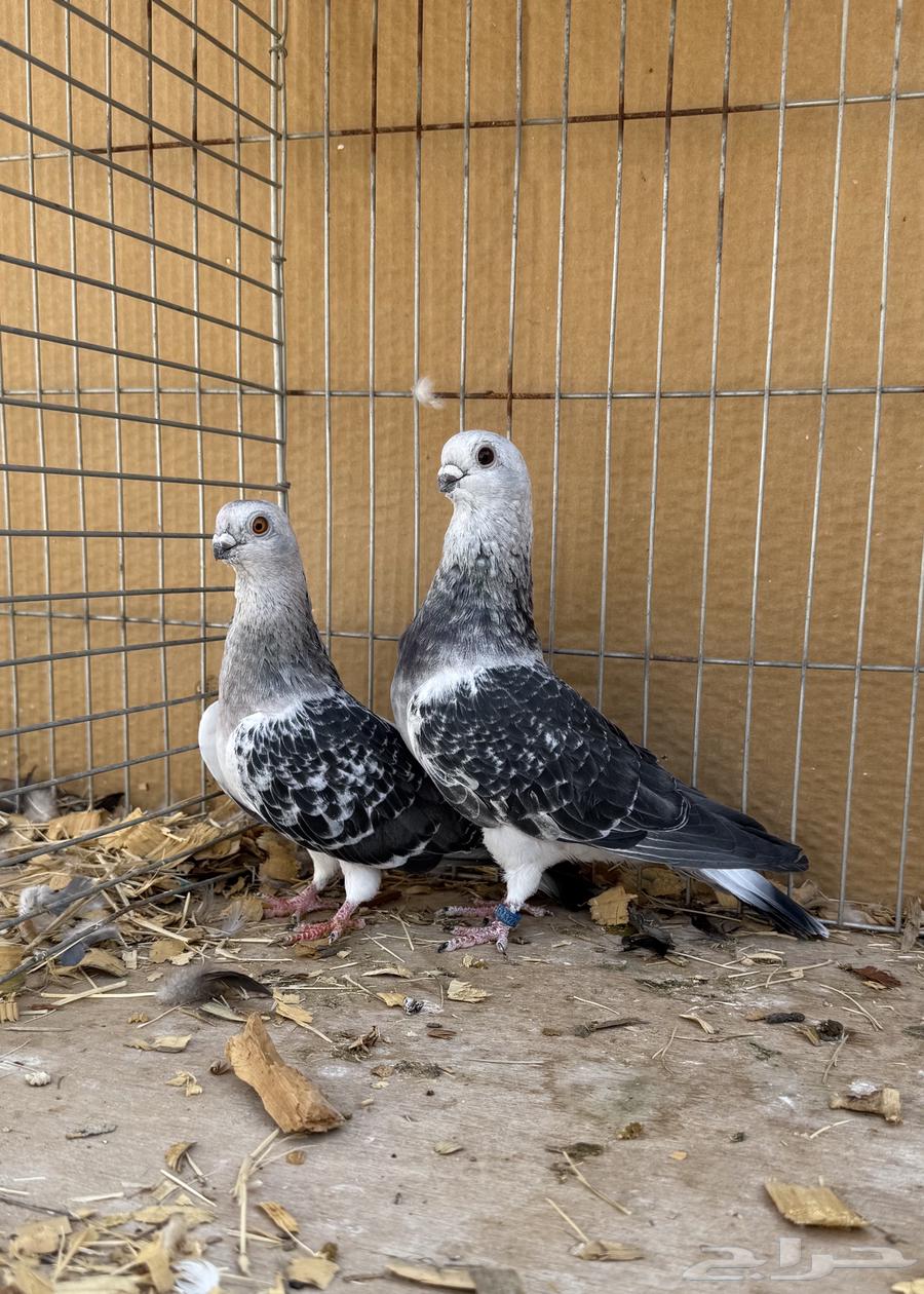 زوج بوز ( عومري )64539372469763110