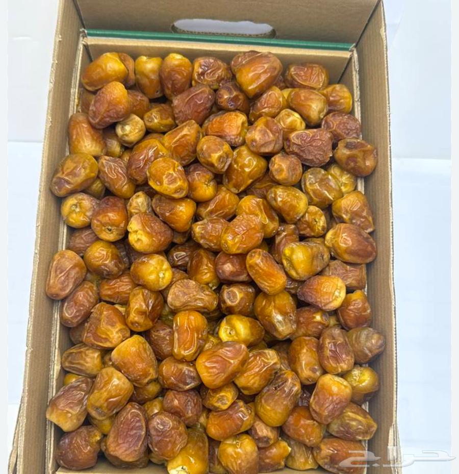 للبيع خراف خلاص64543252990465110