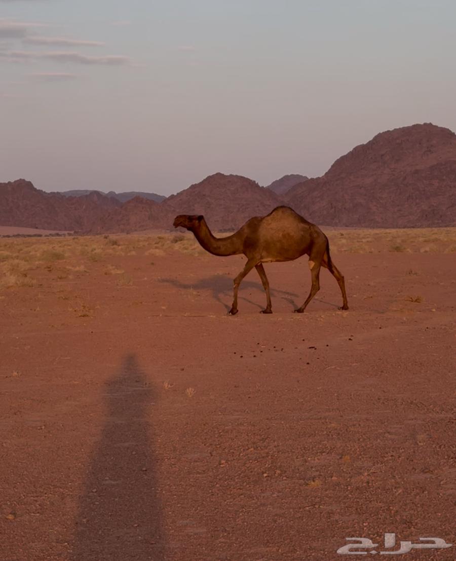 ضروبه للبيع64537965431938110