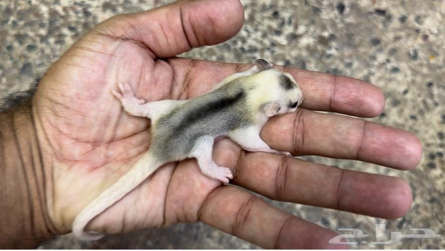 Flying Squirrel .. Mosaic64538943968129111