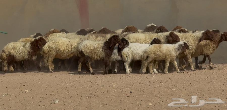 Naaim Dabis's Good Sheep, 20 Followed by 2064542217833474110