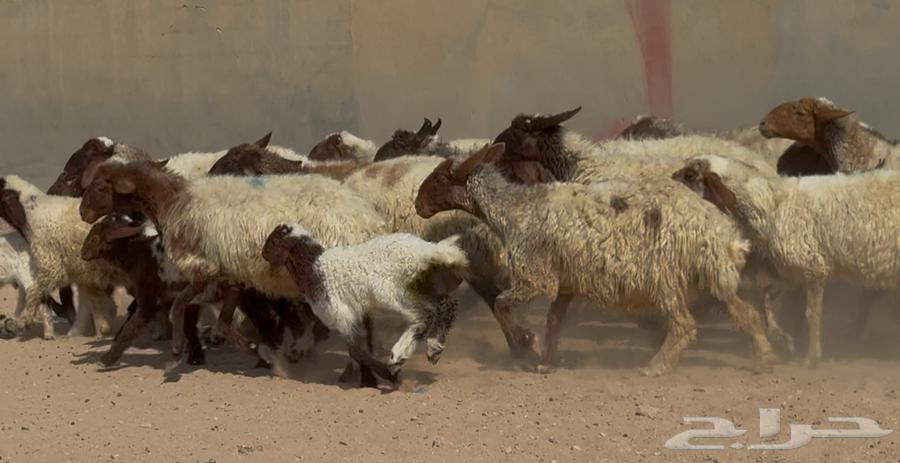 Naaim Dabis's Good Sheep, 20 Followed by 2064542217833474113