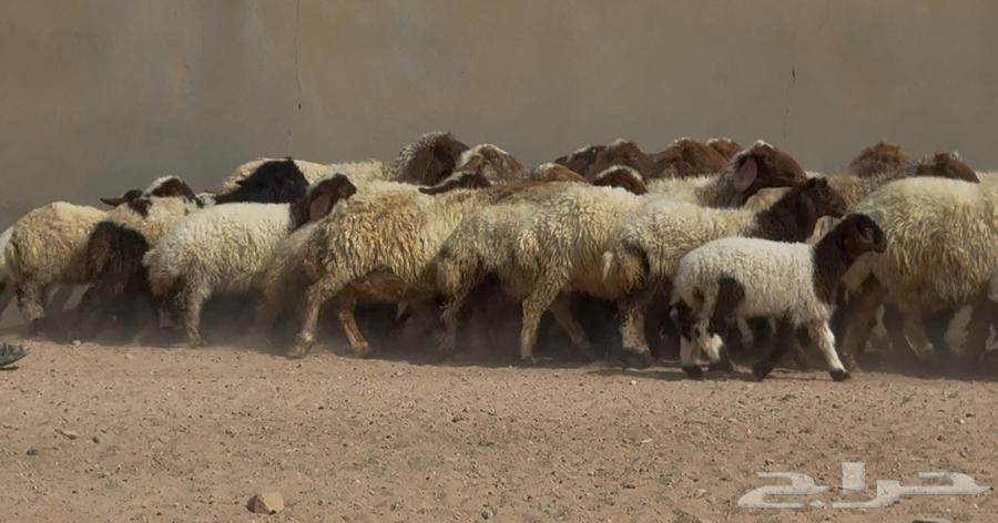 Naaim Dabis's Good Sheep, 20 Followed by 2064542217833474111