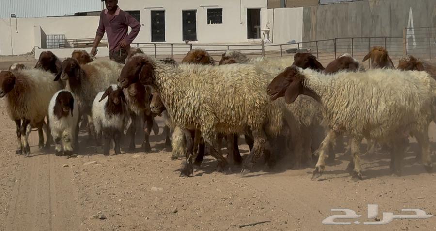 Naaim Dabis's Good Sheep, 20 Followed by 2064542217833474114