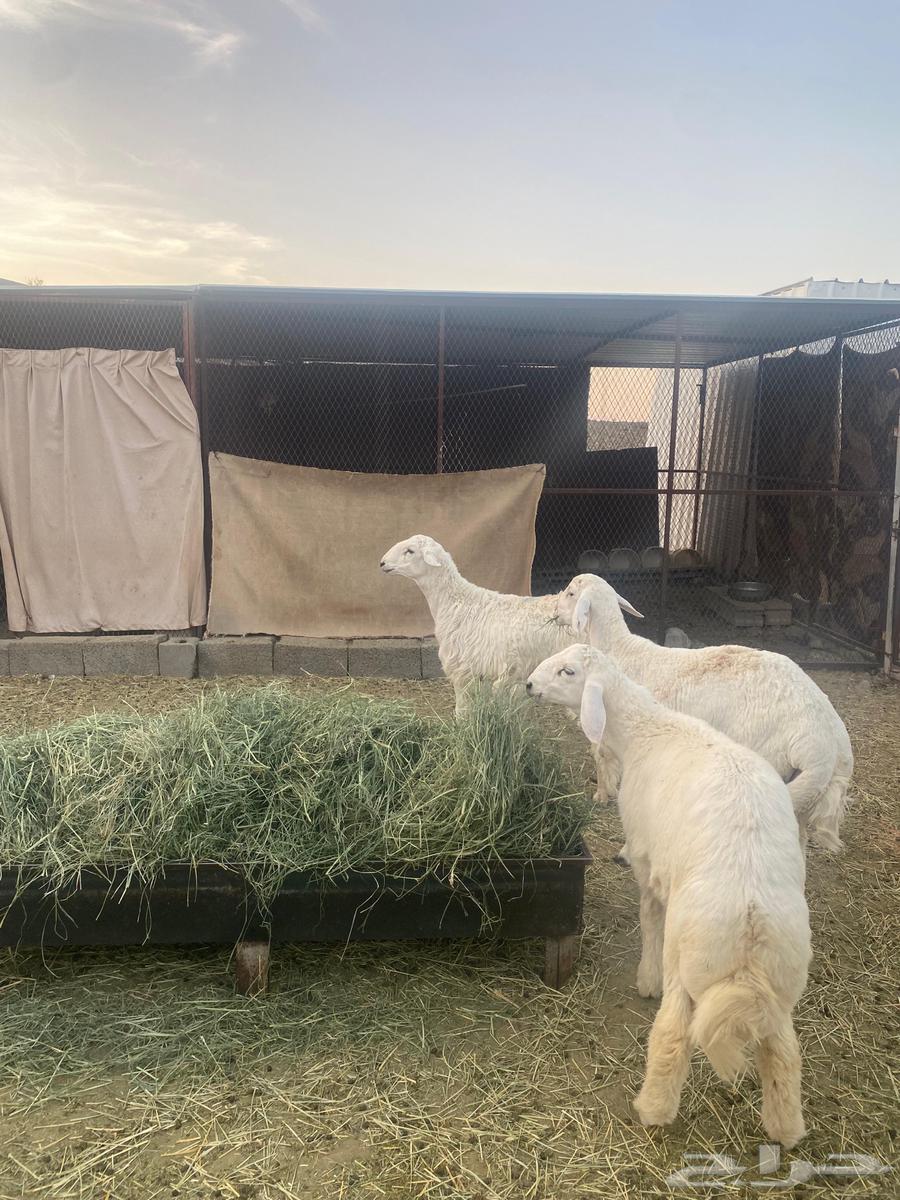 طليان كبار ناهية وجبرة64541407584771110