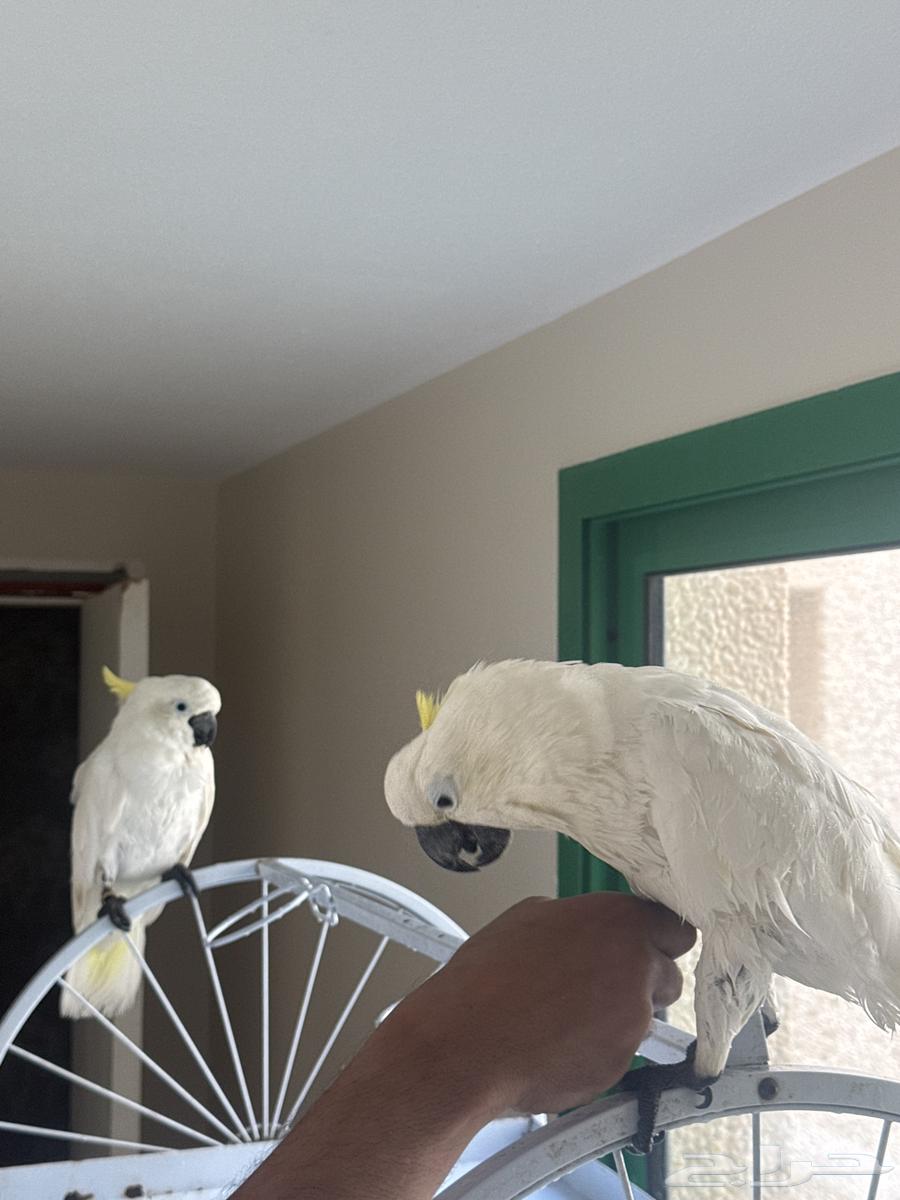 طيور كوكاتو للبيع64537491123585110