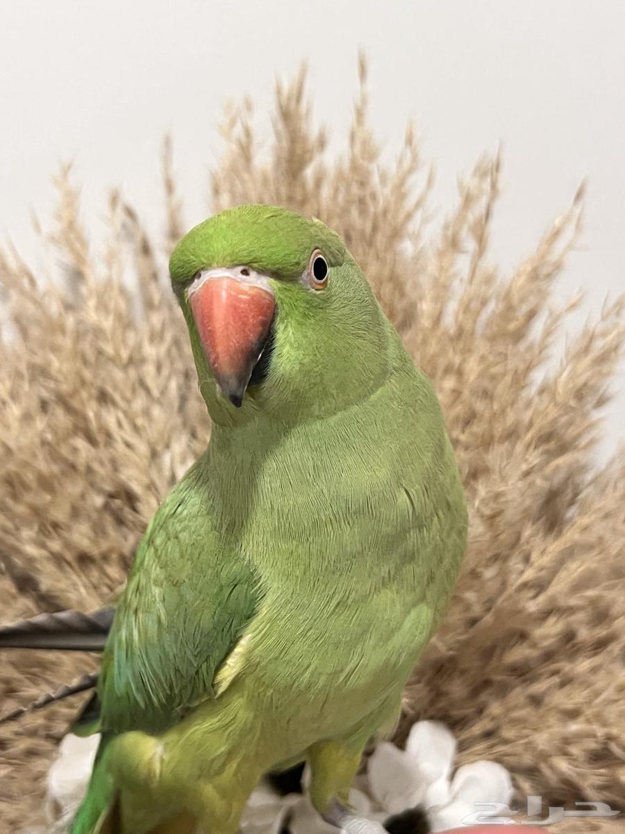 أنثى دره هنديه الليفه متكلمه64541278715521113