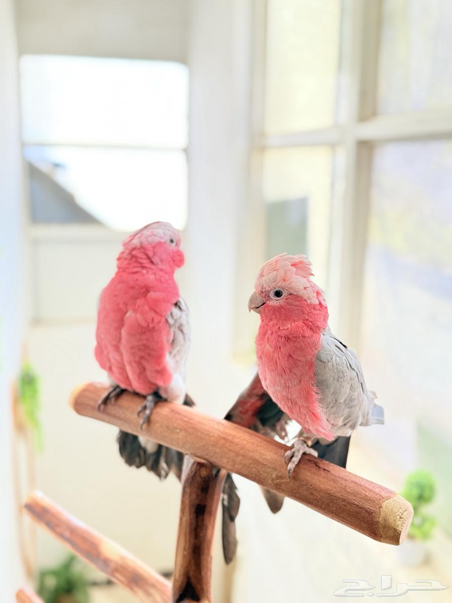 ببغاء كوكاتو قالا أليفة ولعوبة تم البيع64543210536705110