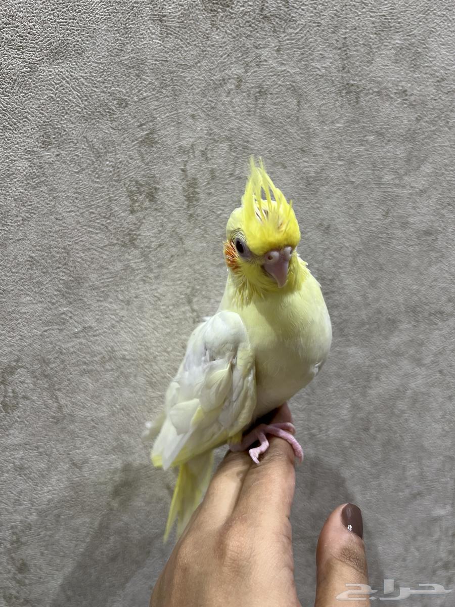 فرخ كروان لاتينو عيون حمراء ( تم البيع )64488838113795111