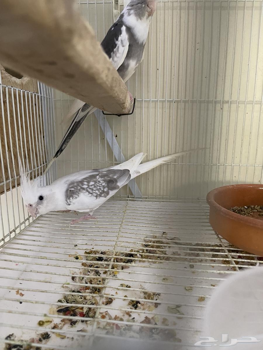 كروان فردات ( تم البيع )64536460087171114