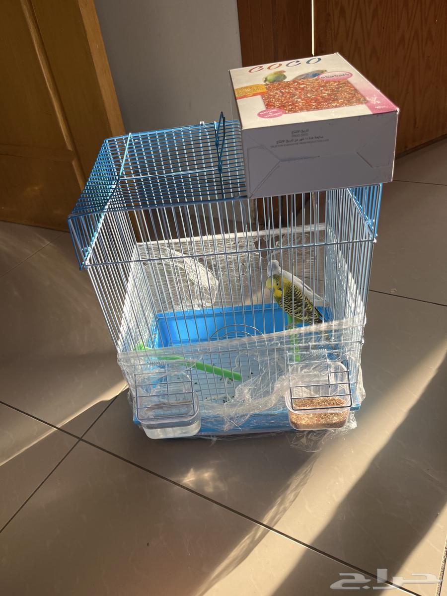 Budgerigars (untrained) (pair) bought them a week and a half ago price 17564540138494850113