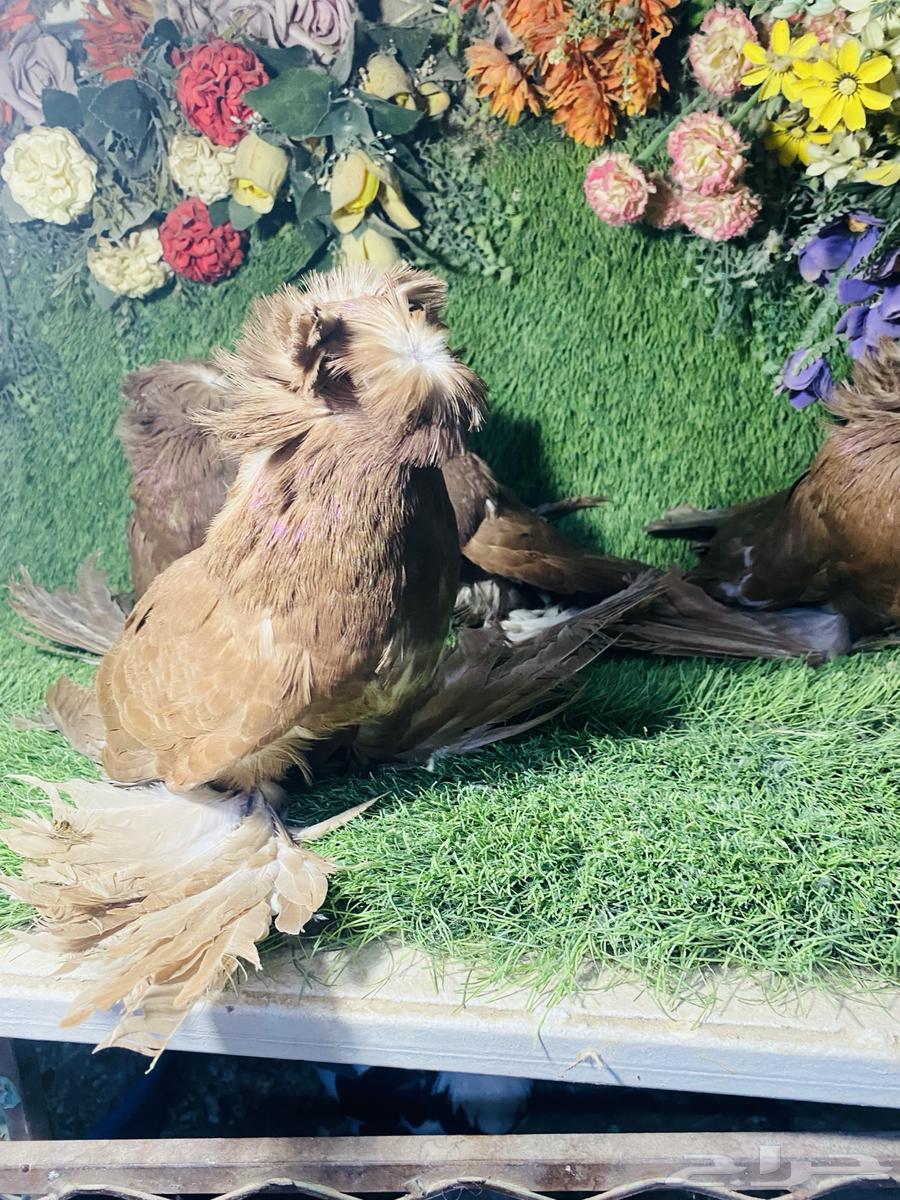 للبيع مجموعة بخارات64536404049025112