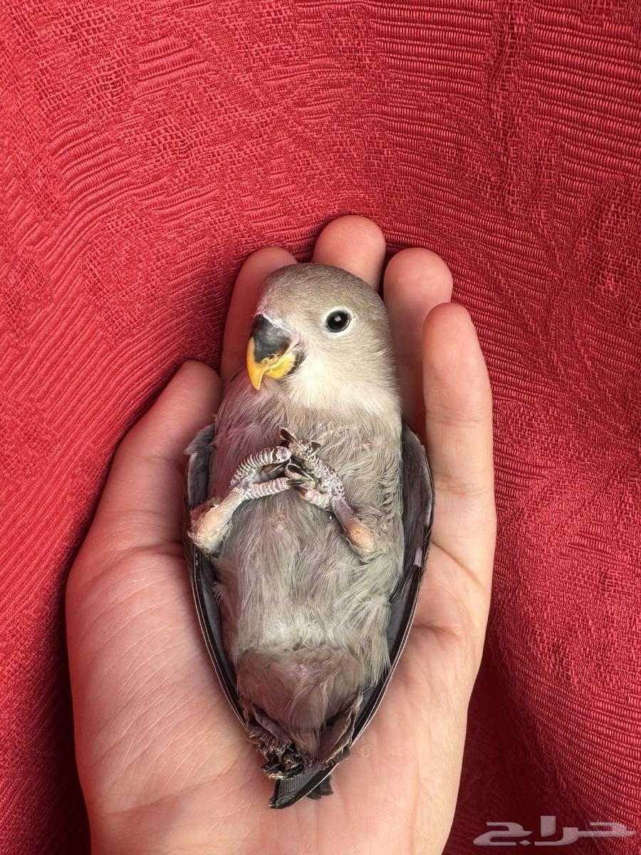 ( تم البيع الله يبارك ) طير روز اليف هدد نشبهه مناسب ل64537156267649110