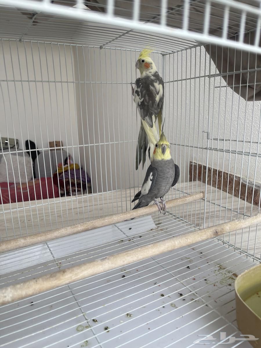 جوز كروان الذكر اليف جدا  الانثى لا64539358573826110