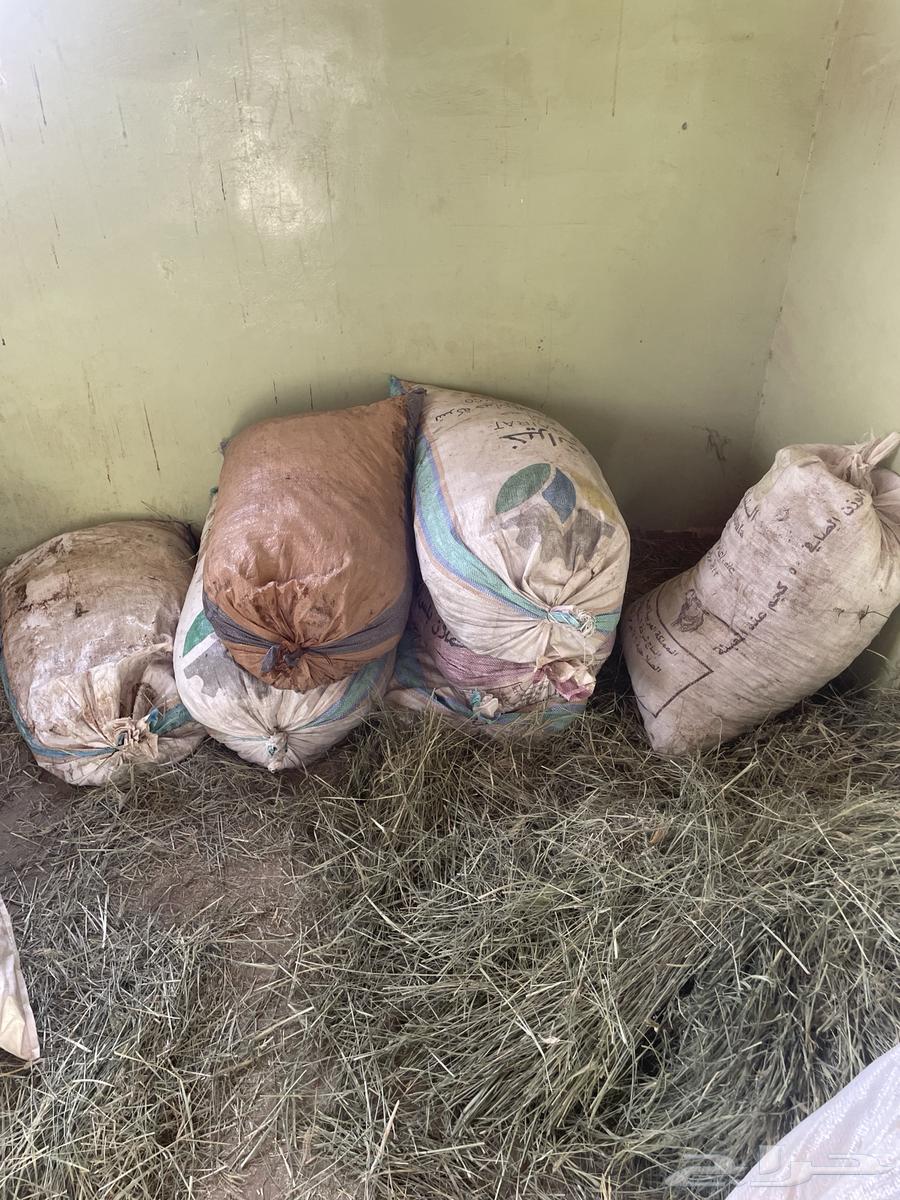 تمر غنم للبيع العدد 30كييس64540110361089112