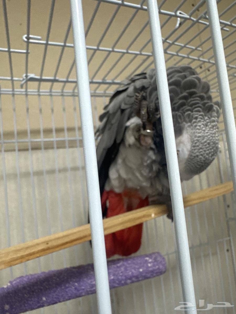 Kasko Alif64536431743746111